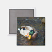 Aimant Mallard Drake (Recto/Verso)