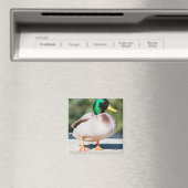 Aimant Mallard Drake (In Situ (Lave-vaisselle))