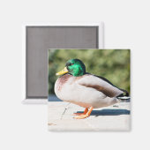 Aimant Mallard Drake (Recto/Verso)