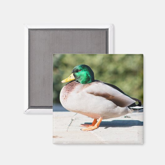 Aimant Mallard Drake (Recto/Verso)