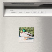 Aimant Mallard Drake (In Situ (Lave-vaisselle))