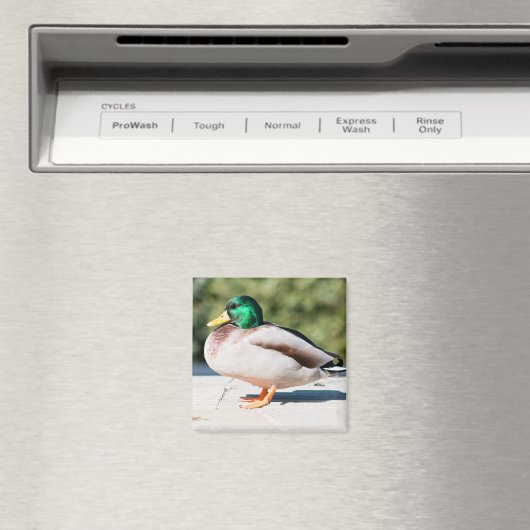 Aimant Mallard Drake (In Situ (Lave-vaisselle))