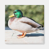 Aimant Mallard Drake (Devant)
