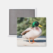 Aimant Mallard Drake (Recto/Verso)