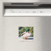 Aimant Mallard Drake (In Situ (Lave-vaisselle))