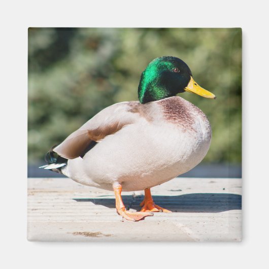 Aimant Mallard Drake (Devant)