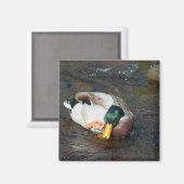Aimant Mallard Drake (Recto/Verso)