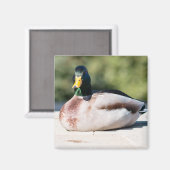 Aimant Mallard Drake (Recto/Verso)