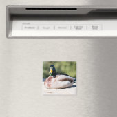 Aimant Mallard Drake (In Situ (Lave-vaisselle))