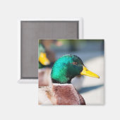 Aimant Mallard Drake (Recto/Verso)