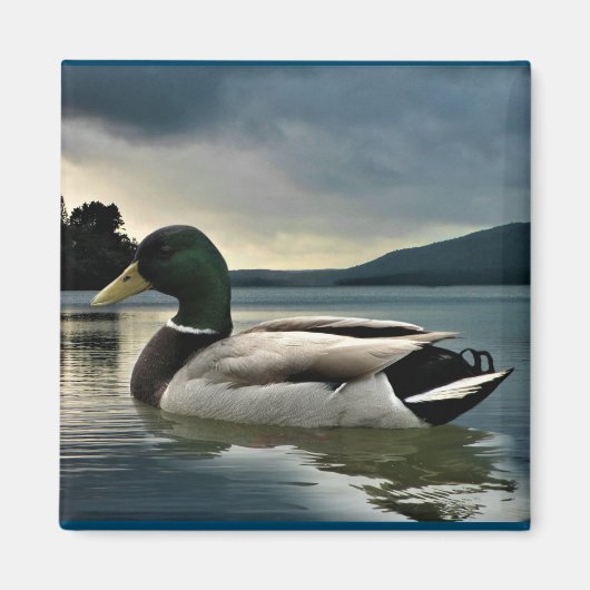 Aimant Mallard Duck (Devant)