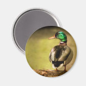 Aimant Mallard Duck (Recto/Verso)