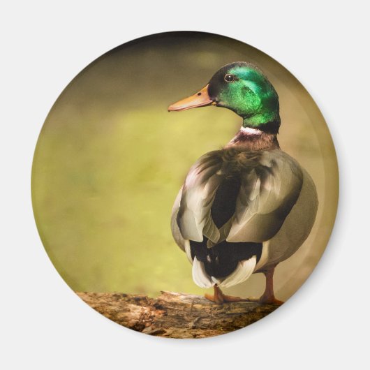 Aimant Mallard Duck (Devant)