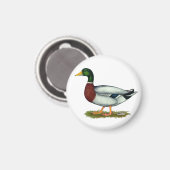 Aimant Mallard Duck Drake (Recto/Verso)