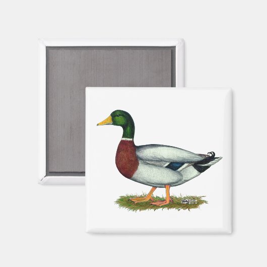 Aimant Mallard Duck Drake (Recto/Verso)