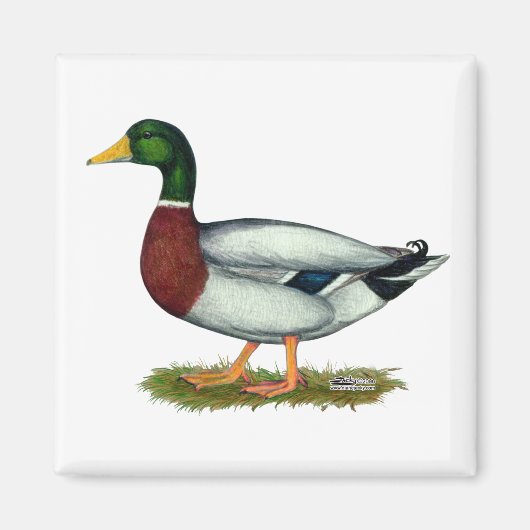 Aimant Mallard Duck Drake (Devant)