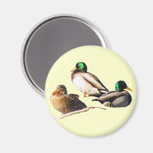 Aimant Mallard Ducks (Recto/Verso)