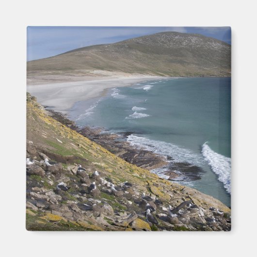 Aimant Malouines, Falkland Ouest, Saunders (Devant)