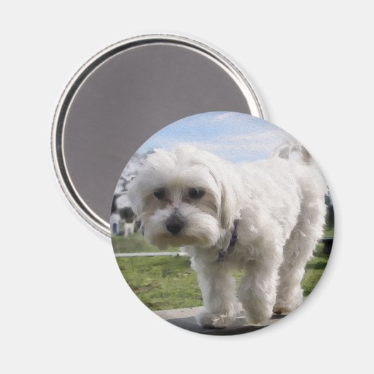 Aimant Maltais (Recto/Verso)