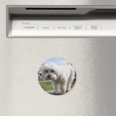 Aimant Maltais (In Situ (Lave-vaisselle))