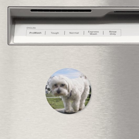 Aimant Maltais (In Situ (Lave-vaisselle))