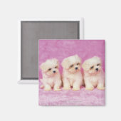 Aimant Maltese Dog ; est une petite race de chien blanc (Recto/Verso)