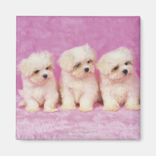 Aimant Maltese Dog ; est une petite race de chien blanc (Devant)