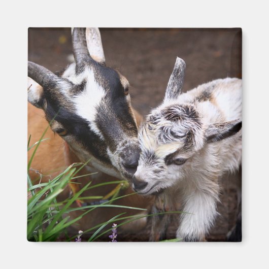 Aimant Maman et bébé chèvre (Devant)