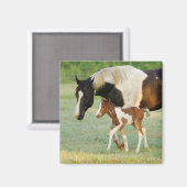 Aimant Maman et nouveau-né Paint Filly (Recto/Verso)