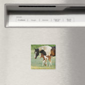 Aimant Maman et nouveau-né Paint Filly (In Situ (Lave-vaisselle))