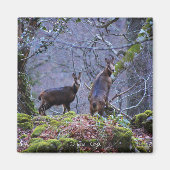 Aimant Maman et veau chamois (Devant)