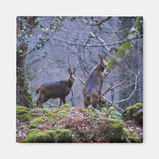 Aimant Maman et veau chamois (Devant)