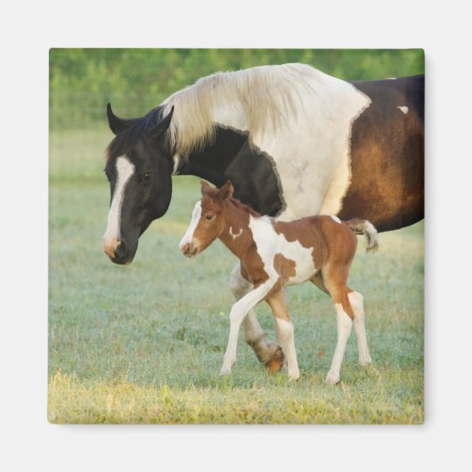 Aimant Maman & Nouveau-né Paint Filly (Devant)