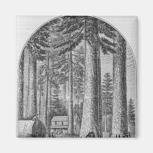 Aimant Mammoth dans la Vallée de la (Devant)