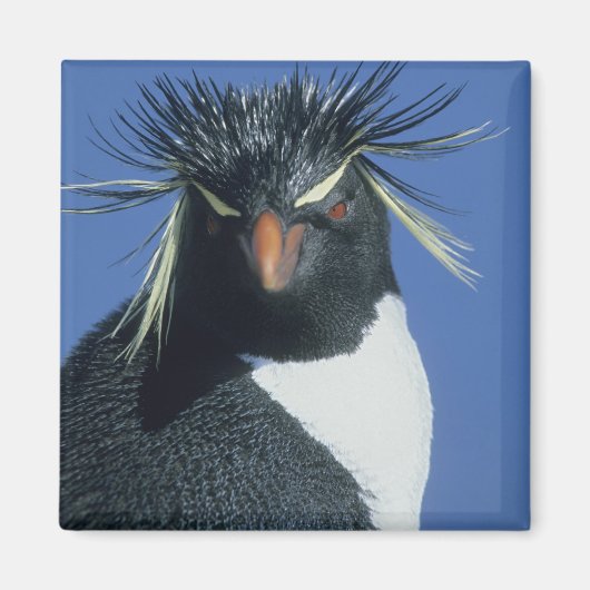 Aimant Manchot de Hoppe (Eudyptes chrysocome) (Devant)