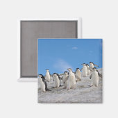Aimant Manchots à Collier | Pygoscelis Antarctica (Recto/Verso)
