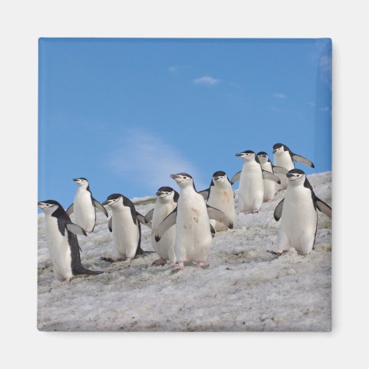 Aimant Manchots à Collier | Pygoscelis Antarctica (Devant)