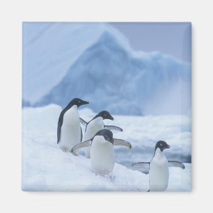 Aimant Manchots Adélie (Pygoscelis adeliae) sur la glace,