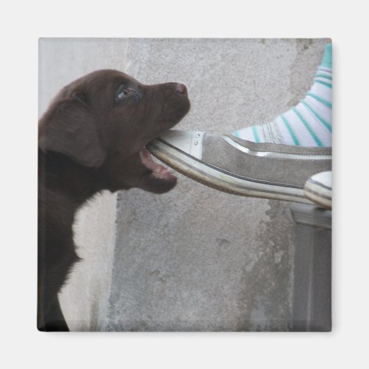 Aimant Mange Ma Chaussure ! Labrador Puppy (Devant)