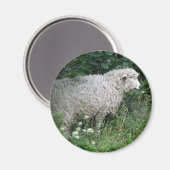 Aimant Manger des moutons gourmands (Recto/Verso)