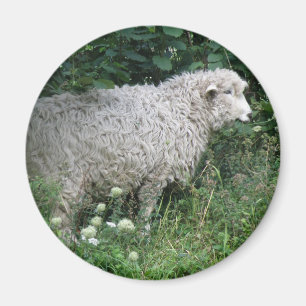 Aimant Manger des moutons gourmands