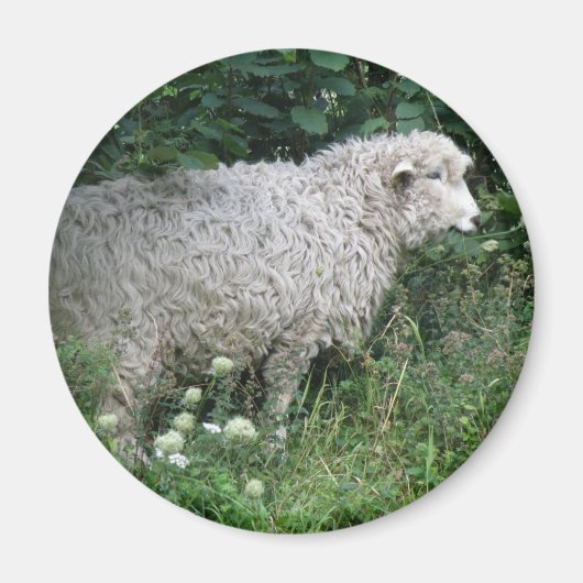 Aimant Manger des moutons gourmands (Devant)