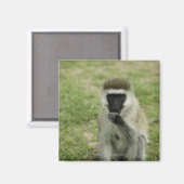 Aimant Manger des singes vervet, Afrique (Recto/Verso)