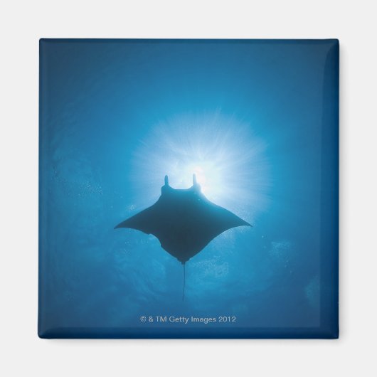 Aimant Manta nage sous-marine (Devant)