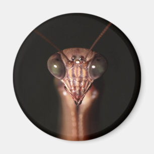 Aimant mante de prière