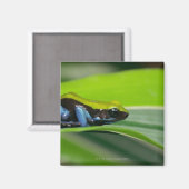 Aimant Mantella à dos vert (Recto/Verso)