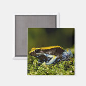Aimant Mantella à oreilles noires, Mantella expectata, (Recto/Verso)