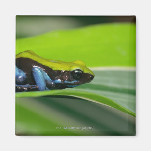 Aimant mantella Vert-soutenu