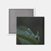 Aimant Mantis de prière pour bébé (Recto/Verso)