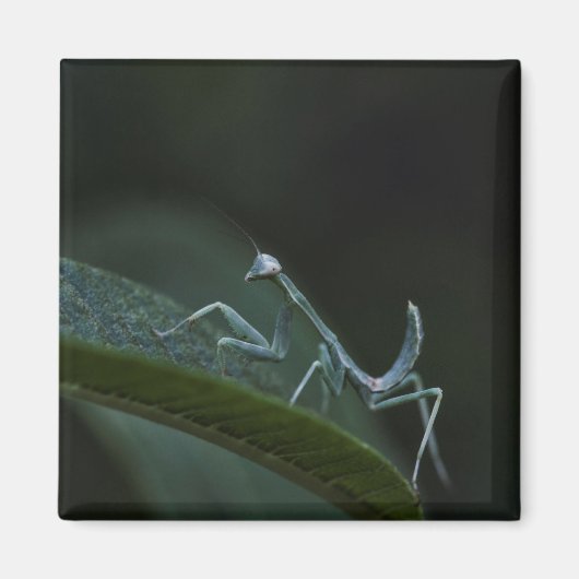 Aimant Mantis de prière pour bébé (Devant)